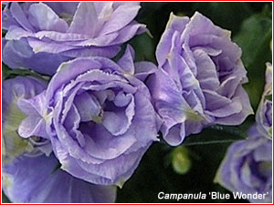 Campanula x haylodgensis'Blue Wonder'